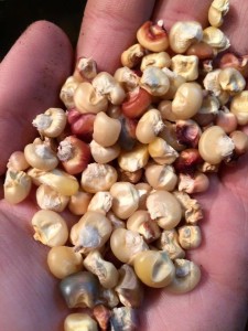 bearislandcorn