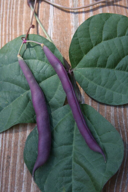 Grandma Robert's Purple Pole Bean