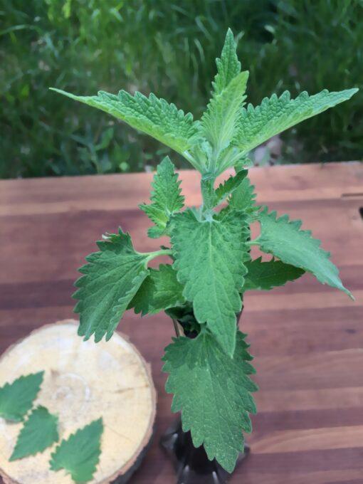 Catnip Tincture