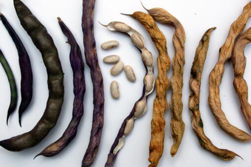 Grandma Robert's Purple Pole Bean - Image 3