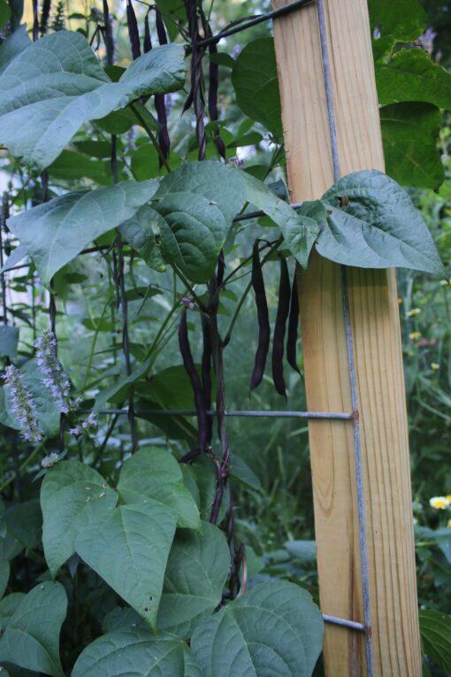 Grandma Robert's Purple Pole Bean - Image 2
