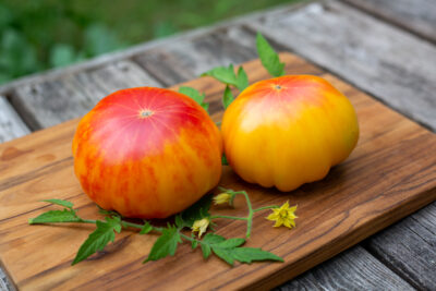 Old Carolina Tomato