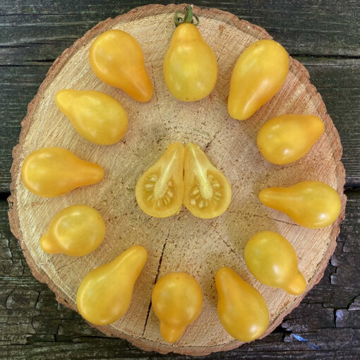 Elijah's Yellow Pear Tomato