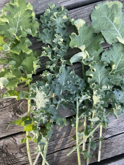 Community Garden Kale