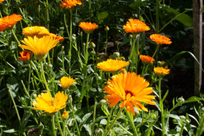 Calendula Seeds