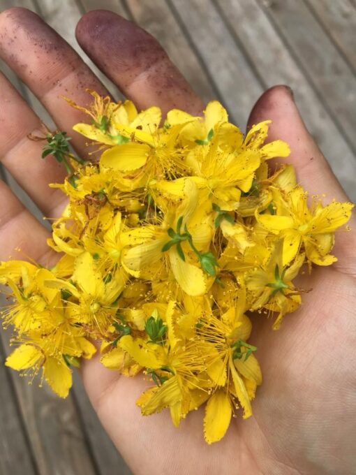 St. Johns Wort Seeds