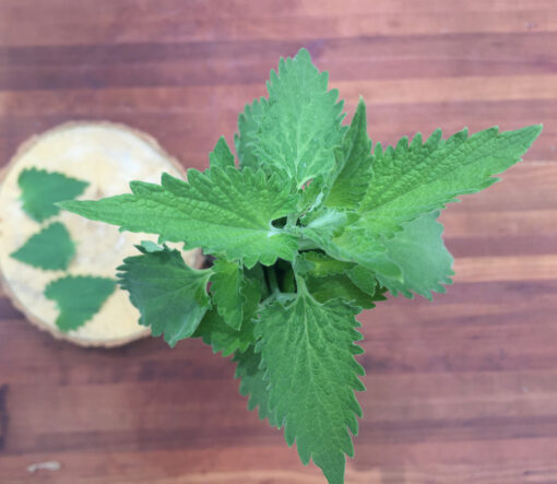 Catnip Seed