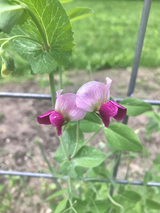 Dwarf Grey Sugar Pea
