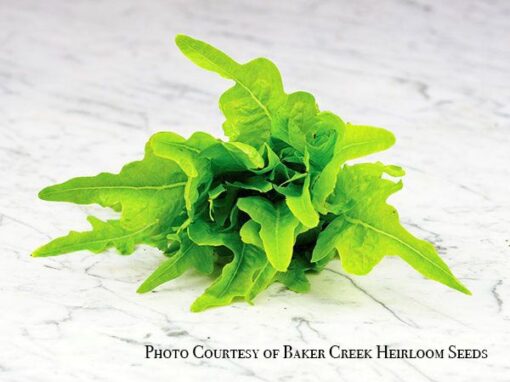 Oak Leaf Lettuce