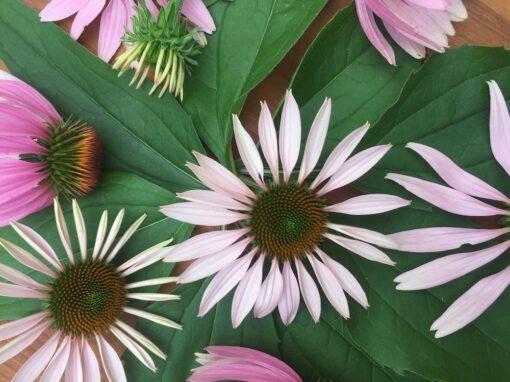 Echinacea Tincture