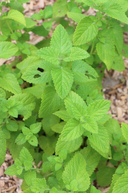 Lemon Balm Tincture
