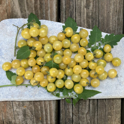 Yellow Candy Currant