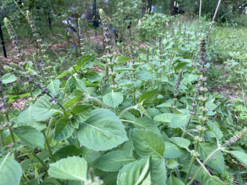 Holy Basil Seed