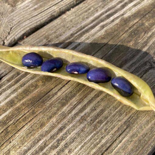Rosa's Bean