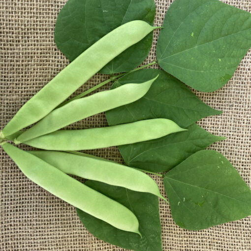 Rosa's Bean - Image 2