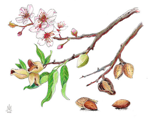 8x10 Prints | Set of 4 Botanicals (Buy 3 Get 1 FREE) - Image 3
