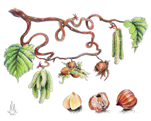 8x10 Prints | Set of 4 Botanicals (Buy 3 Get 1 FREE) - Image 7