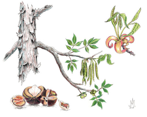 8x10 Prints | Set of 4 Botanicals (Buy 3 Get 1 FREE) - Image 9