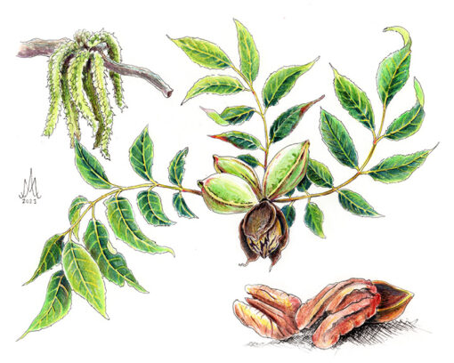 8x10 Prints | Set of 4 Botanicals (Buy 3 Get 1 FREE) - Image 12