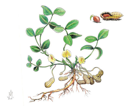 8x10 Prints | Set of 4 Botanicals (Buy 3 Get 1 FREE) - Image 13