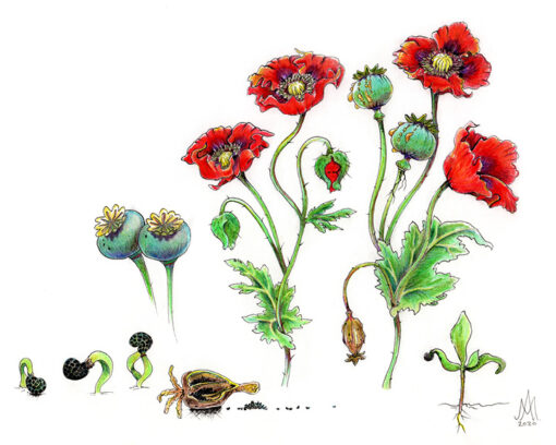 8x10 Prints | Set of 4 Botanicals (Buy 3 Get 1 FREE) - Image 14