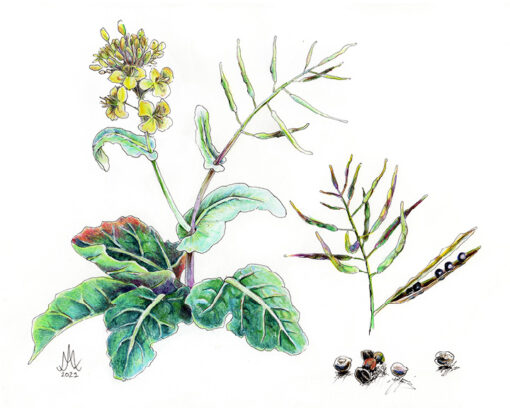8x10 Prints | Set of 4 Botanicals (Buy 3 Get 1 FREE) - Image 4