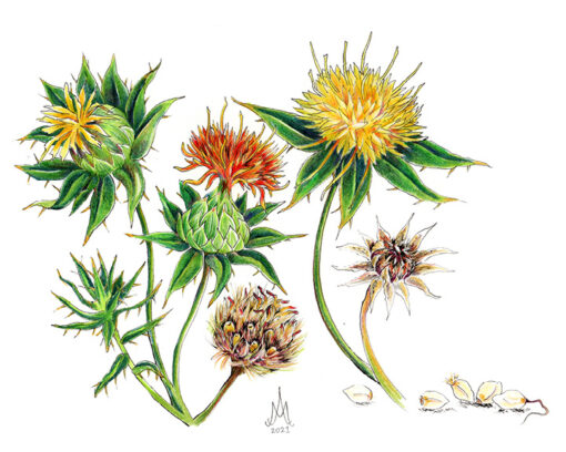 8x10 Prints | Set of 4 Botanicals (Buy 3 Get 1 FREE) - Image 16