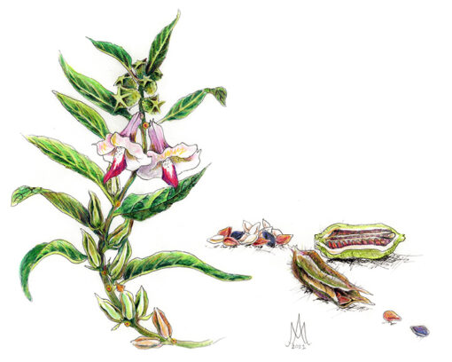 8x10 Prints | Set of 4 Botanicals (Buy 3 Get 1 FREE) - Image 17