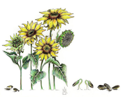8x10 Prints | Set of 4 Botanicals (Buy 3 Get 1 FREE) - Image 18