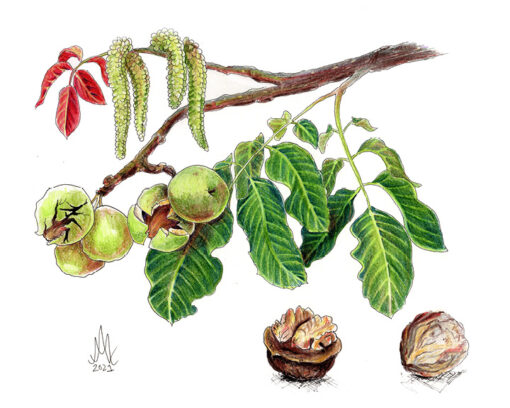8x10 Prints | Set of 4 Botanicals (Buy 3 Get 1 FREE) - Image 19