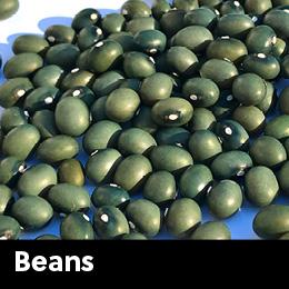 Bean Seeds