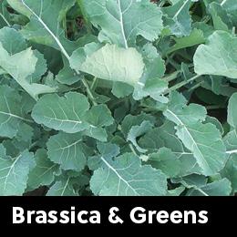 Brassica greens