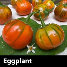 orange eggplant on plate