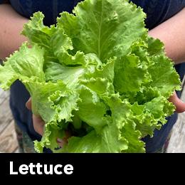 lettuce in hands