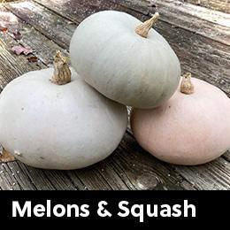 squash on wooden deck