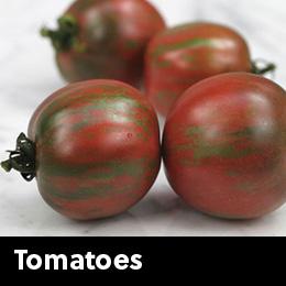 tomatoes