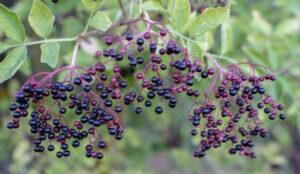 elder flowers