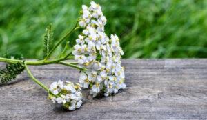 Yarrow flowers on board