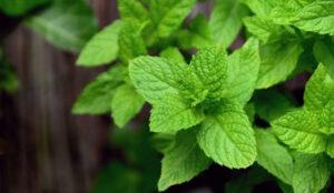 peppermint leaves