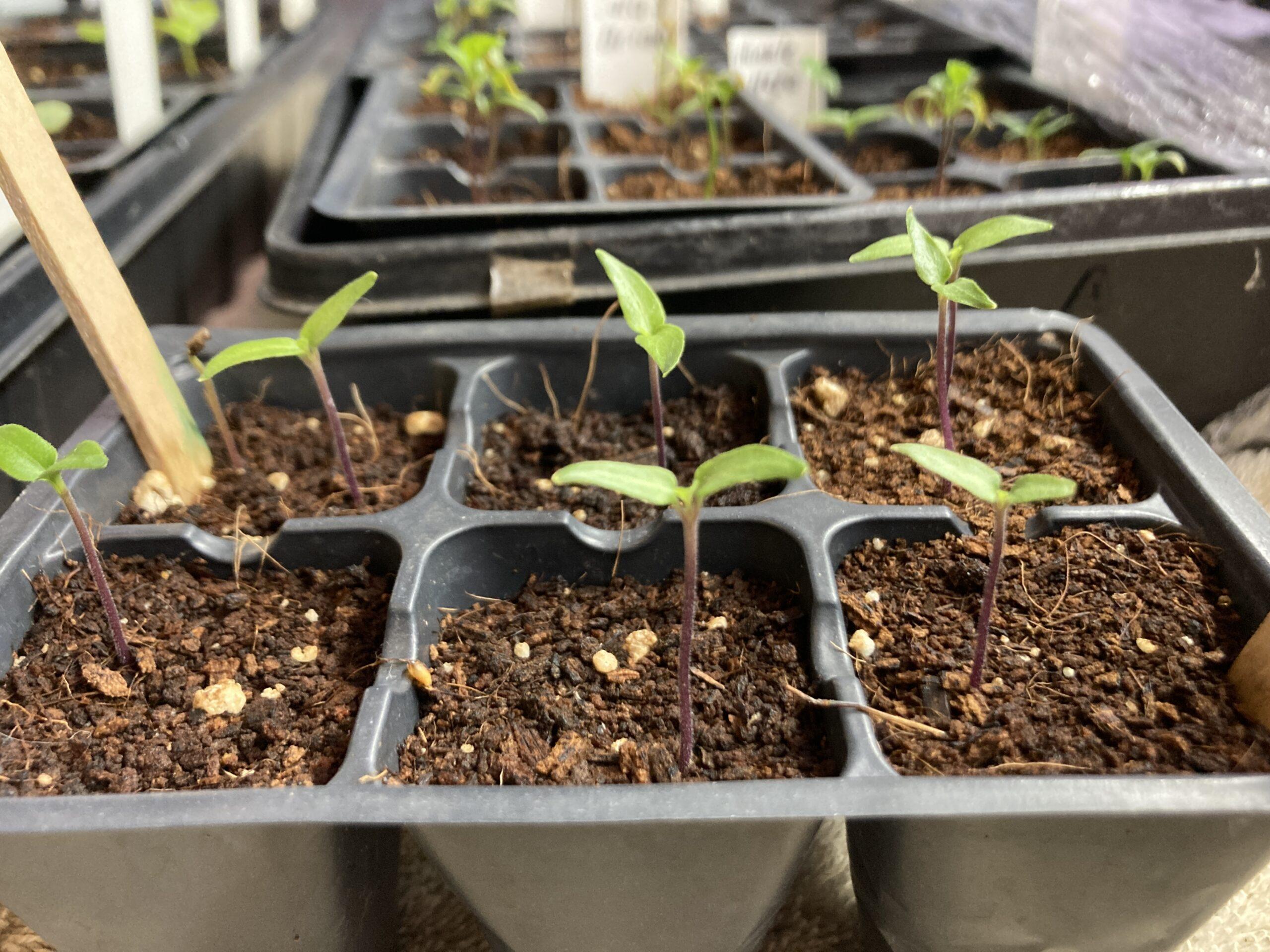 Sprouting Seeds at Small House