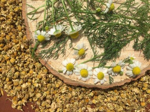 German Chamomile