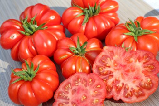 Costoluto Genovese