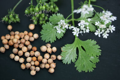 Cilantro Seeds