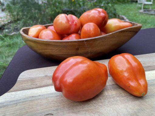 Pomodoro Scatolone