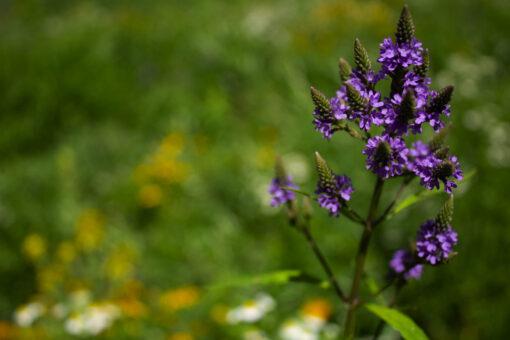 Blue Vervain