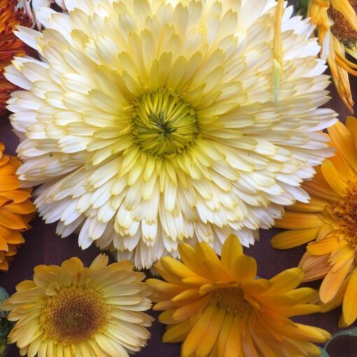 Calendula