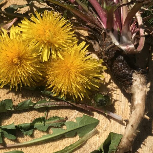 Dandelion Root