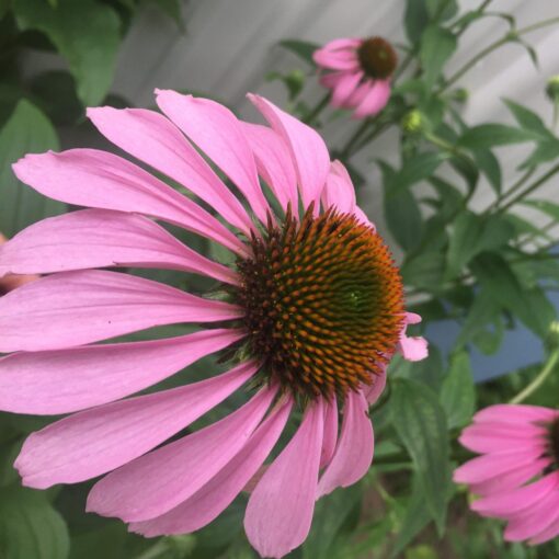 Echinacea
