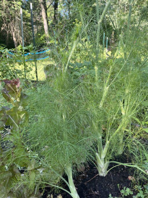 Fennel Seeds - Image 2