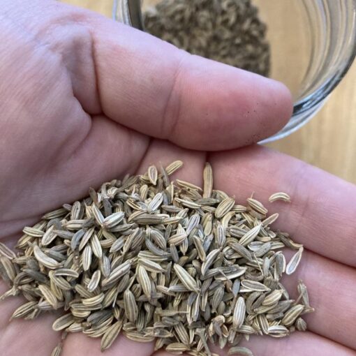 Fennel Seeds
